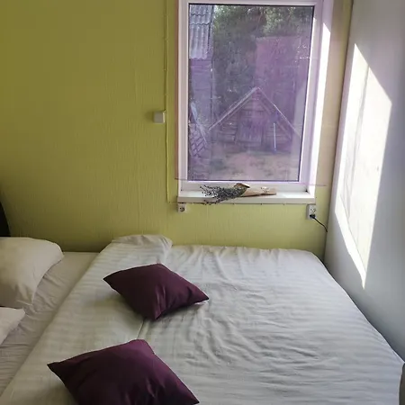 Bluci Seksti